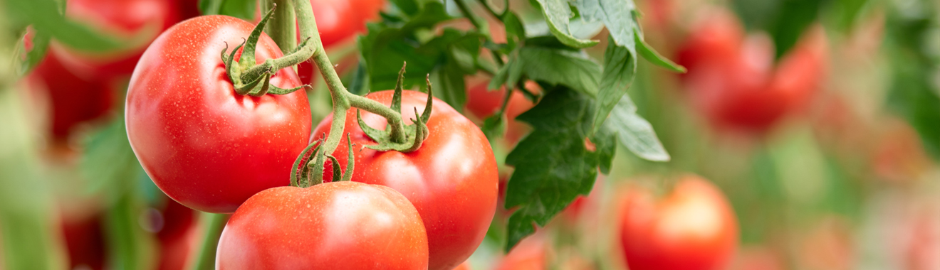 Concentrato di succo di pomodoro e mela